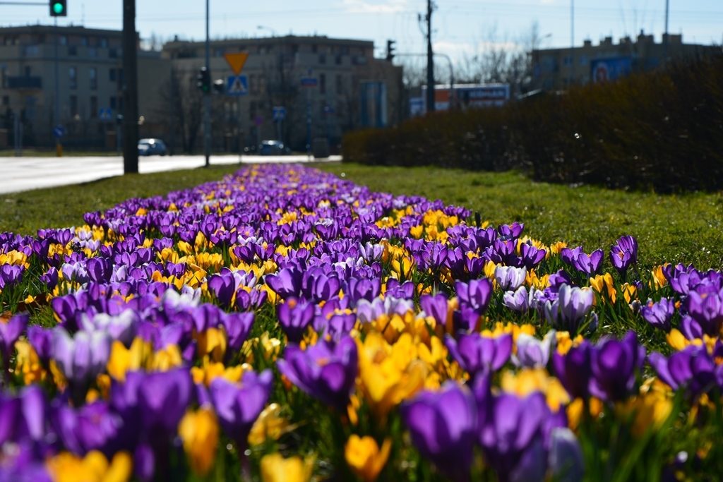 Wiosną na stołecznych rabatach kwitną także krokusy, tulipany, narcyzy i czosnki ozdobne