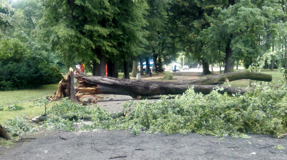 Wichura połamała drzewa także w parku Skaryszewskim/Fot. ZOM