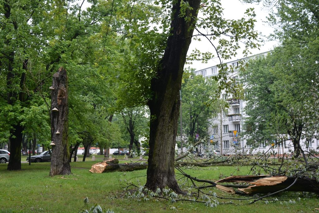 Wichura uszkodziła setki drzew – tu w al. Wojska Polskiego na Żoliborzu/Fot. ZOM