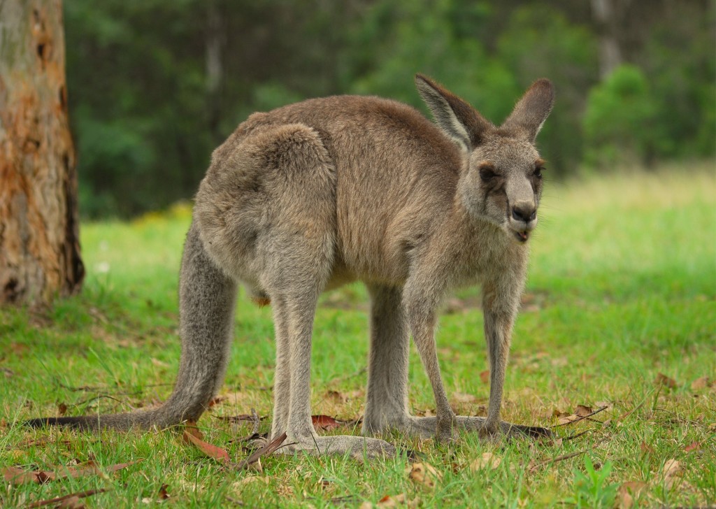 Kangaroo_Australia_01_11_2008_-_retouch2