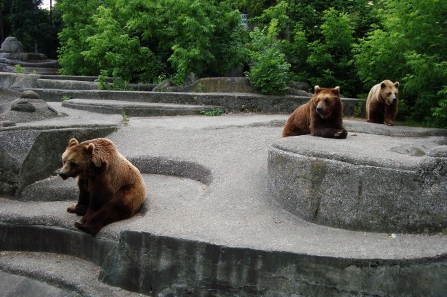 niedzwiedzie-brunatne-w-parku-praskim-10