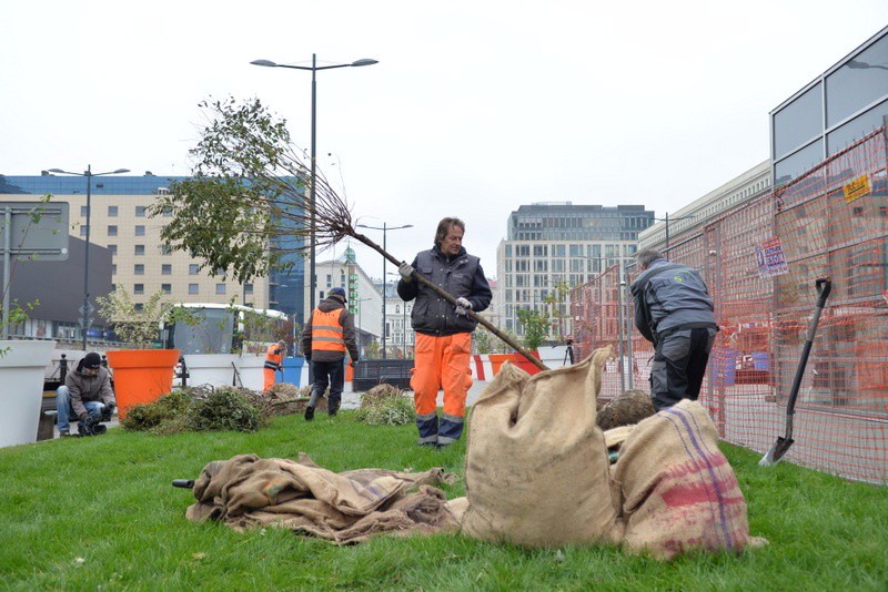 Sadzenie drzew. Fot. UM Warszawa