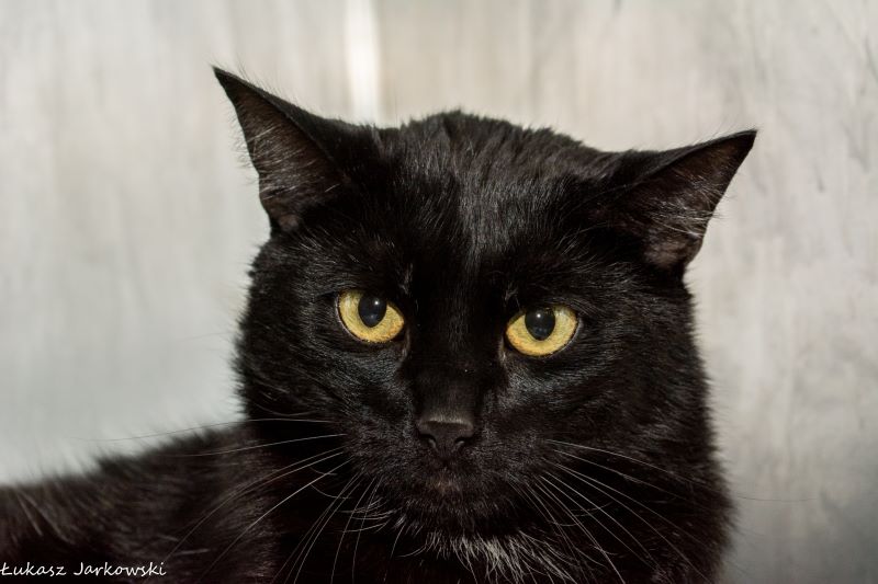 fot. Łukasz Jarkowski / Schronisko na Paluchu