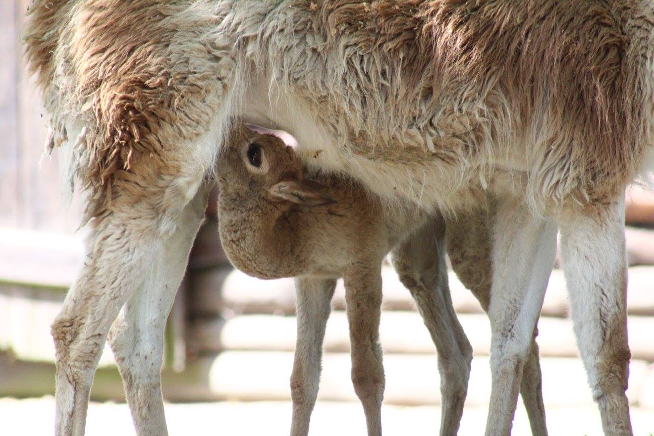 Mały wigoń. Fot. warszawskie ZOO