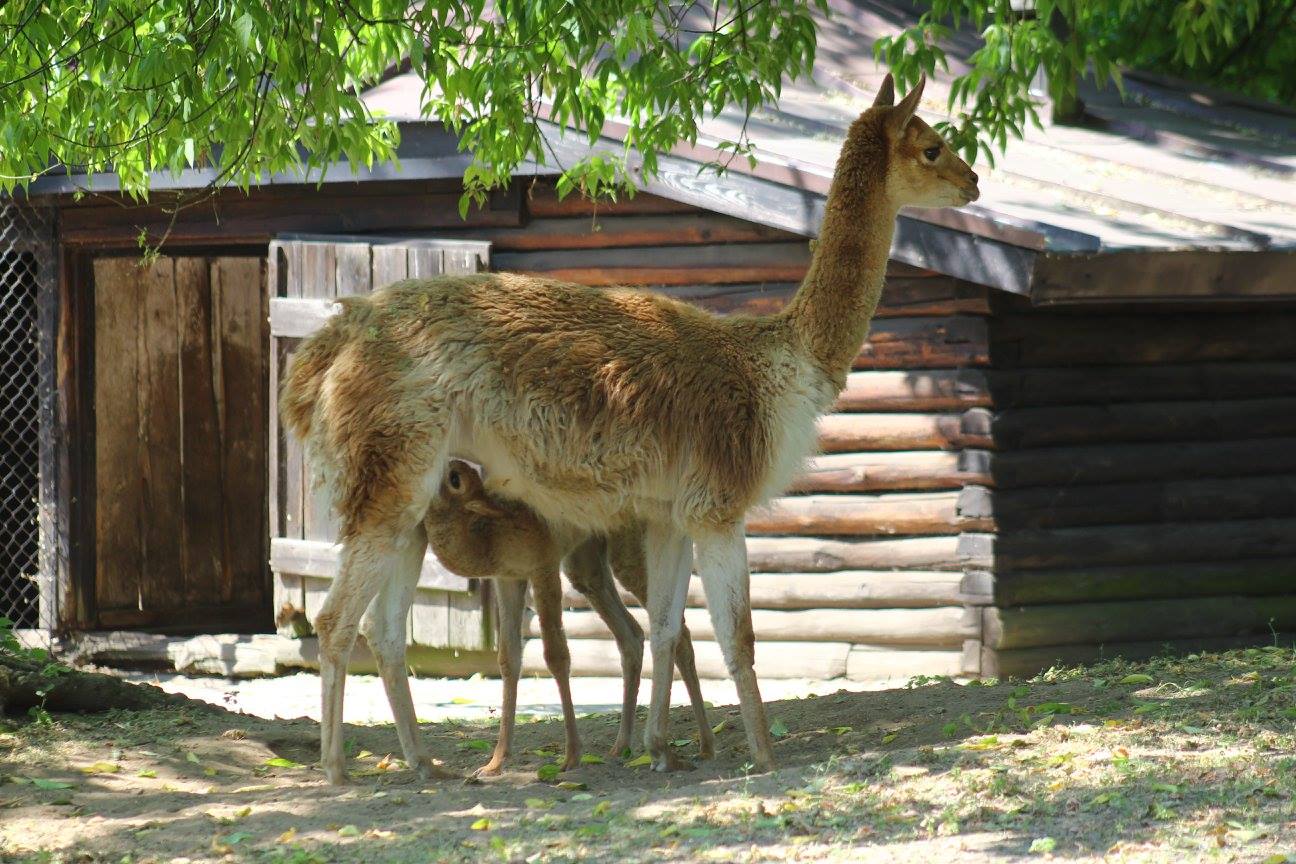 Fot. warszawskie ZOO
