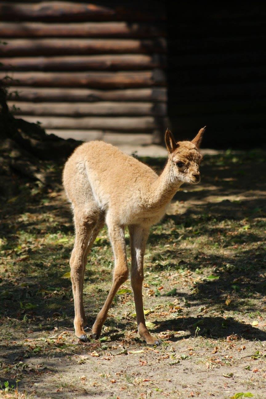 Fot. warszawskie ZOO