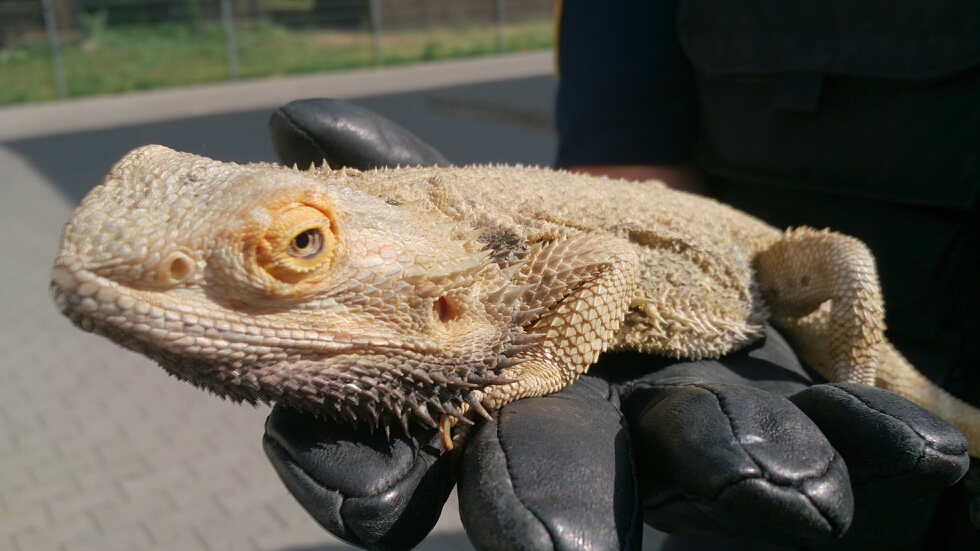 Fot. insp. Jarosław Kozłowski - Referat ds. Ekologicznych