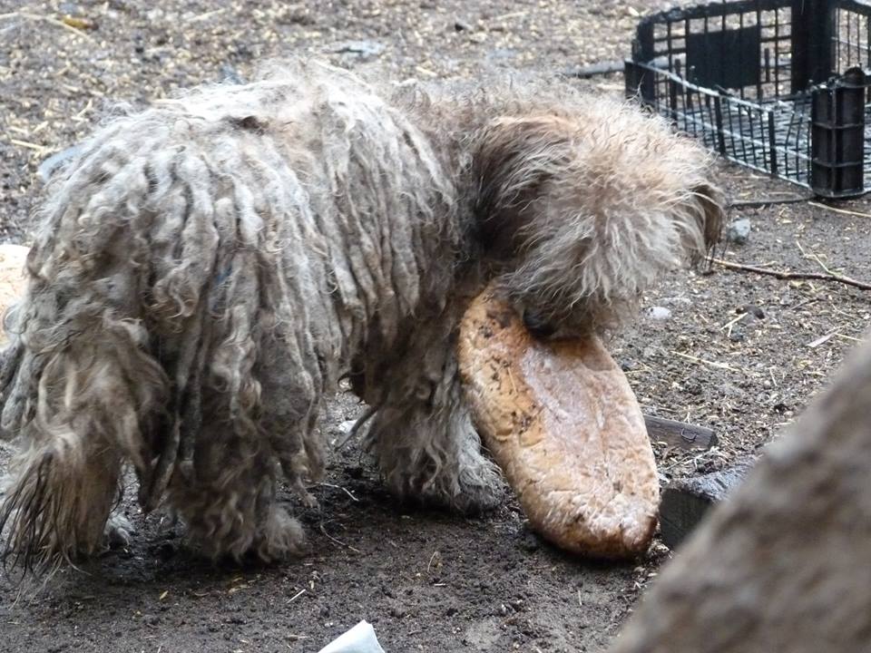 Fot. Mikropsy do Adopcji