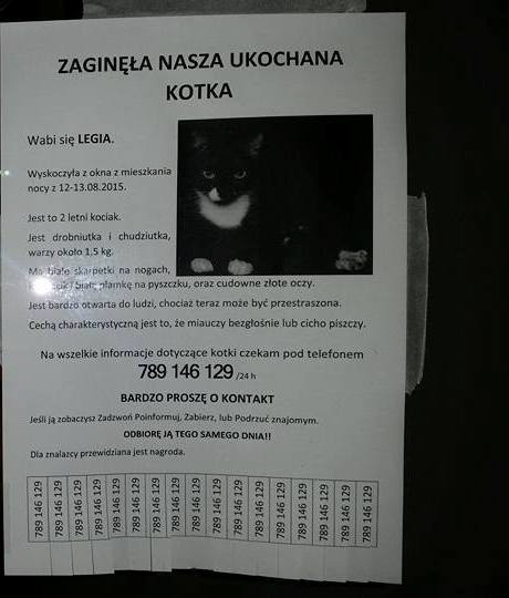 Fot. Koty z Grochowa