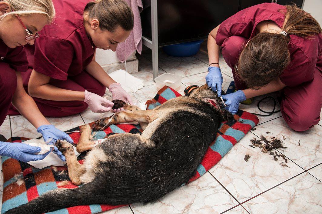 11896403_953276288049223_8097078940425452208_o