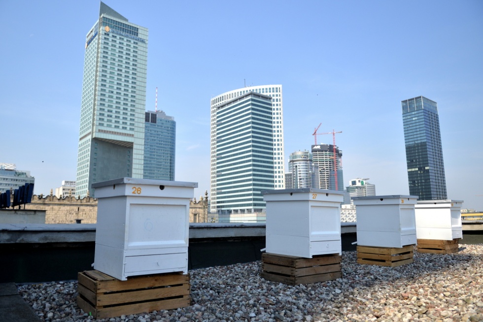 Miejskie pszczoły na dachu Pałacu Kultury i Nauki. Fot. R. Motyl