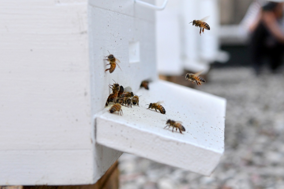 Miejskie pszczoły na dachu Pałacu Kultury i Nauki. Fot. R. Motyl