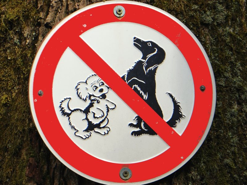 Zakaz wprowadzania psów. Fot. Pixabay