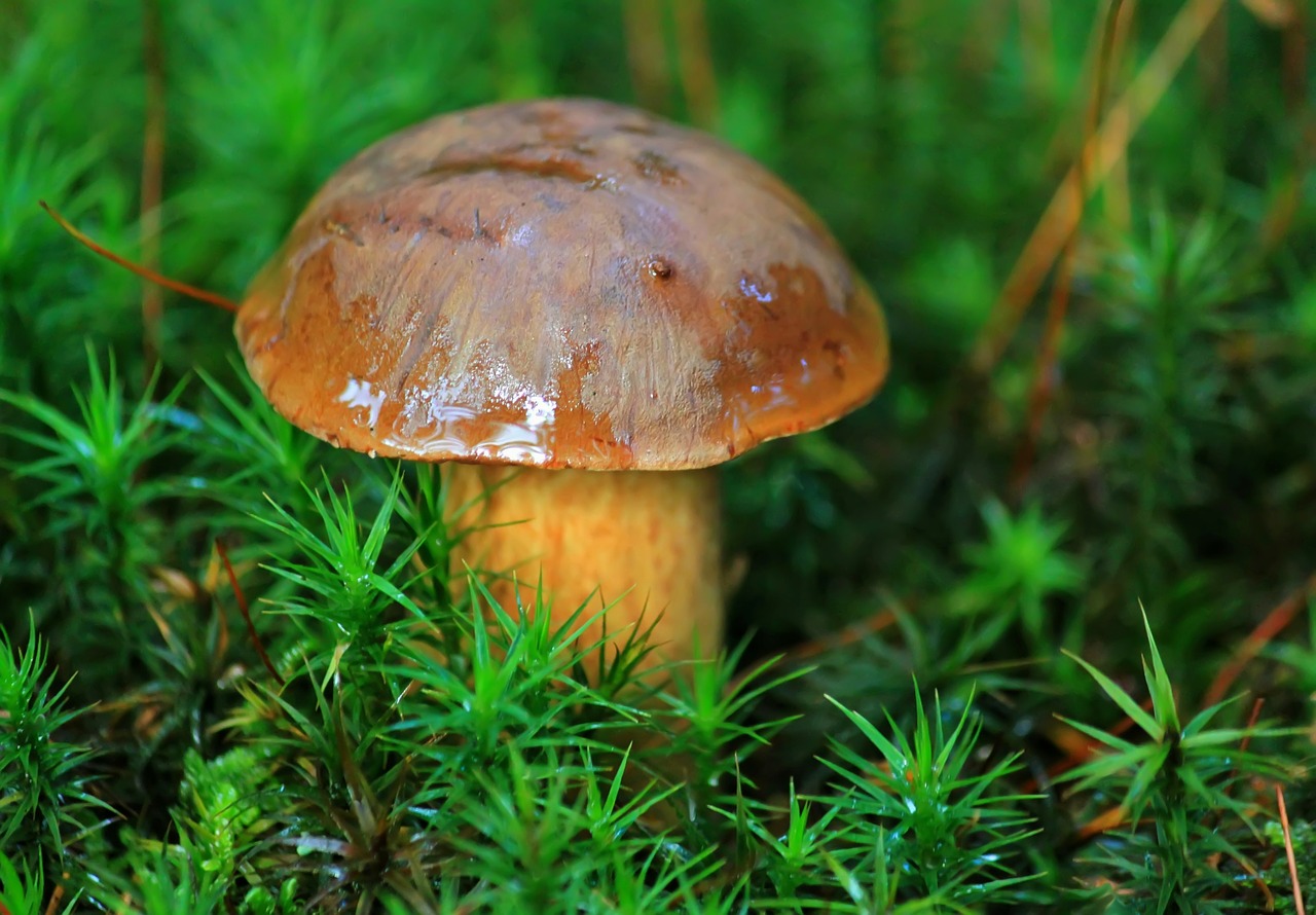 mushroom-398744_1280