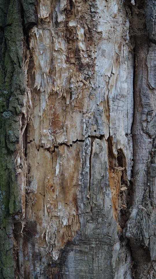 fot. Emilion Dudziński