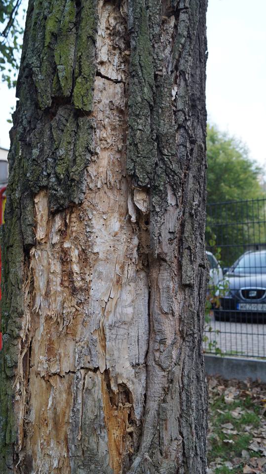 fot. Emilion Dudziński