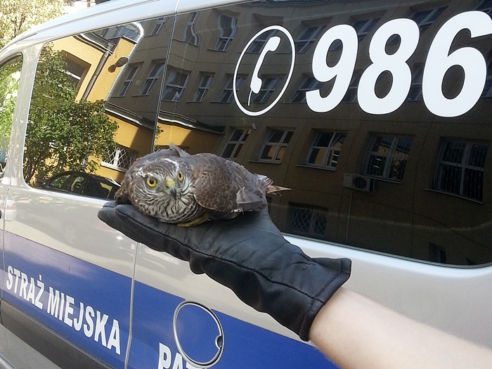 fot.: Straż Miejska