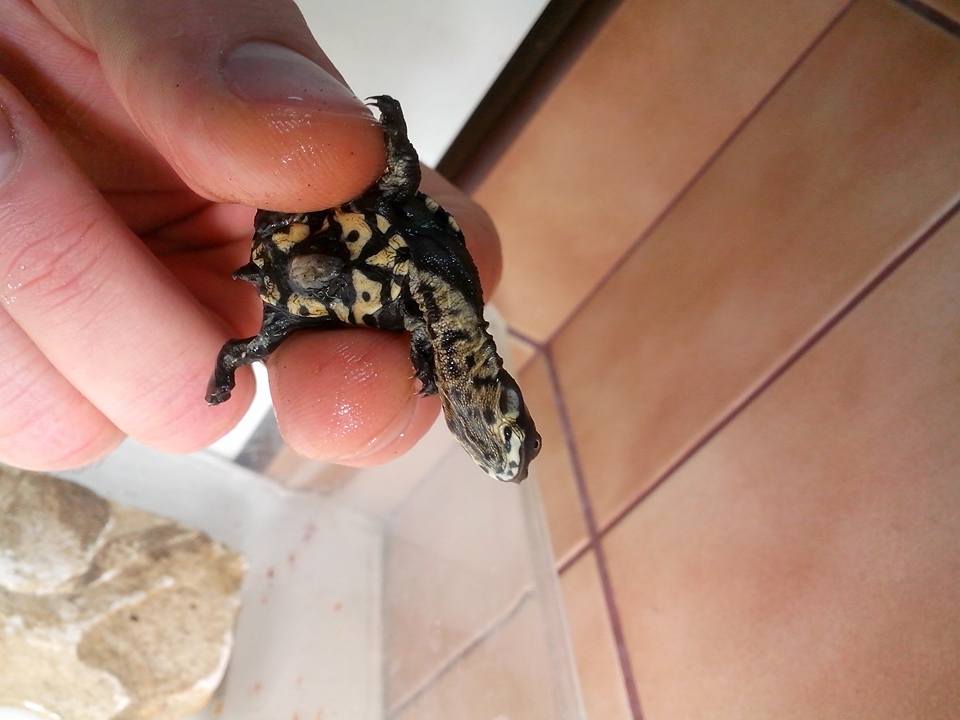 Fot. Herpetarium Warszawskiego Ogrodu Zoologicznego / Facebook