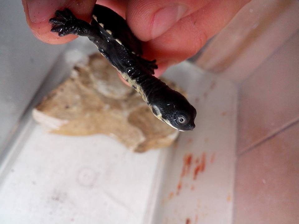 Fot. Herpetarium Warszawskiego Ogrodu Zoologicznego / Facebook