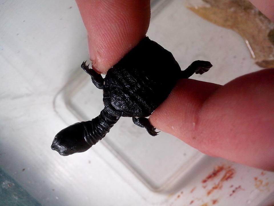 Fot. Herpetarium Warszawskiego Ogrodu Zoologicznego / Facebook