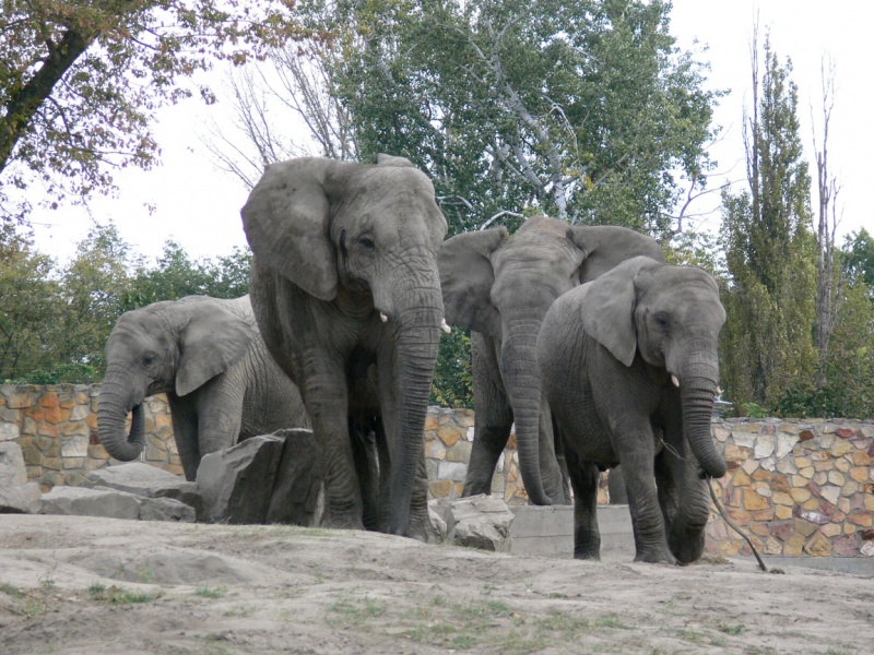 fot. Miejski Ogród Zoologiczny w Warszawie Warszawskie słonie
