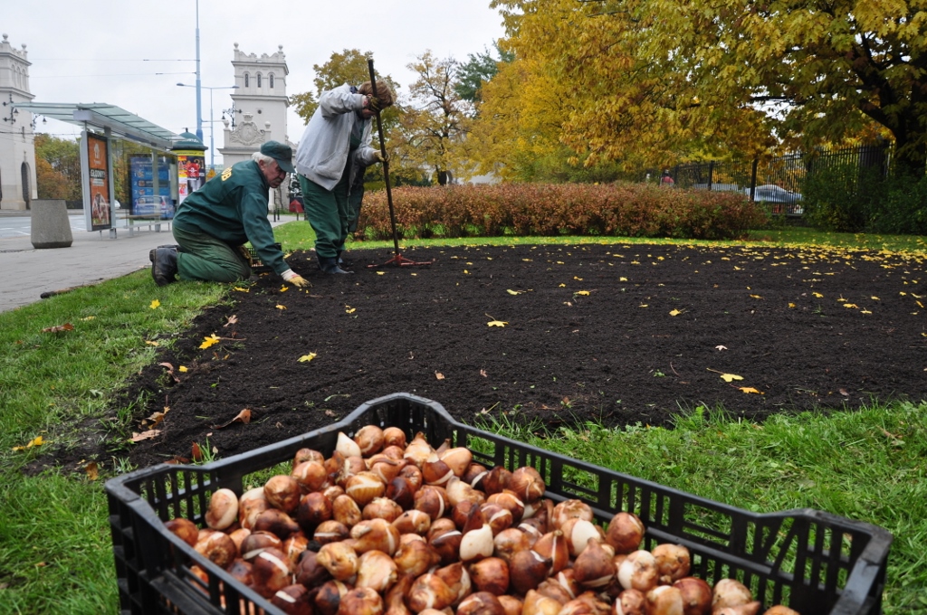 Na-rabatach-przed-Muzeum-Narodowym-posadzono-115-tys.-tulipanów-Fot.-Zarząd-Oczyszczania-Miasta.jpg