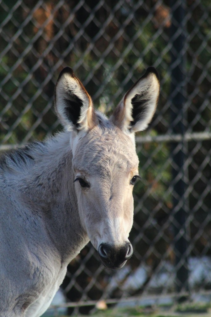 fot. warszawskie ZOO