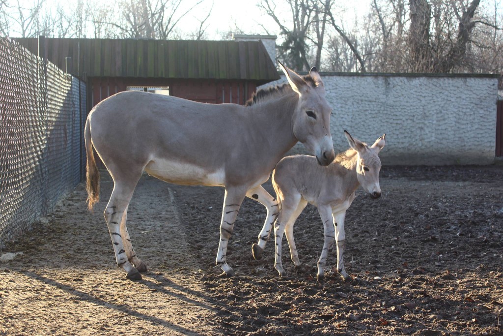 fot. warszawskie ZOO