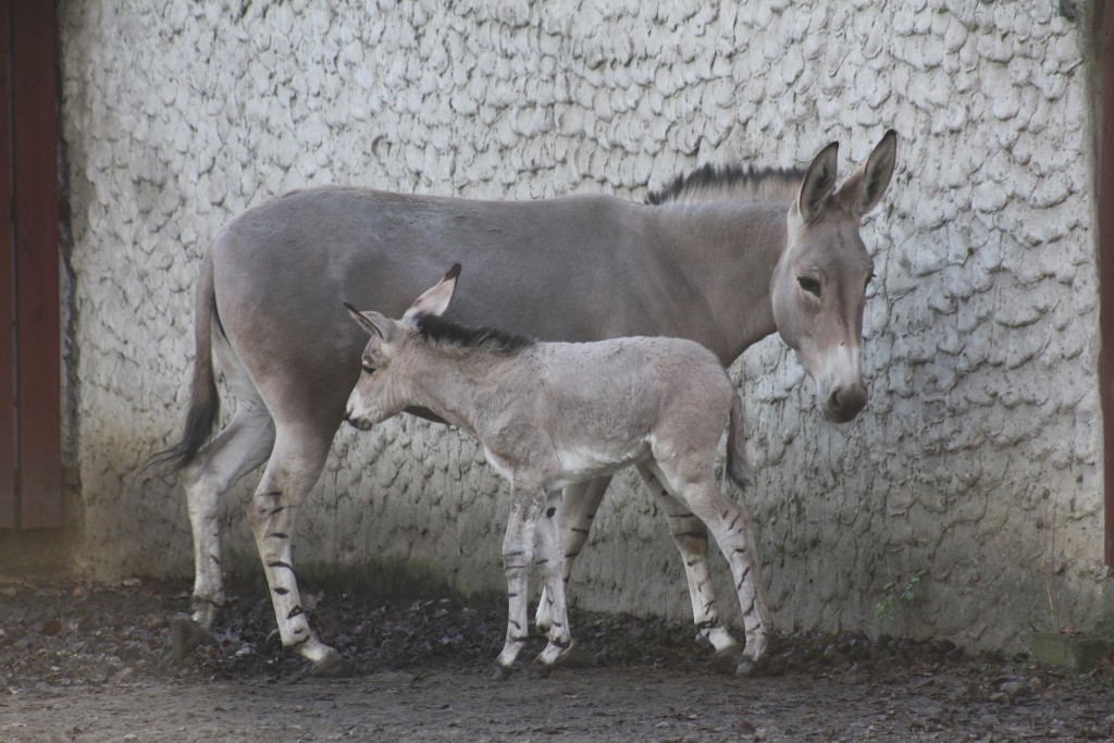 fot. warszawskie ZOO