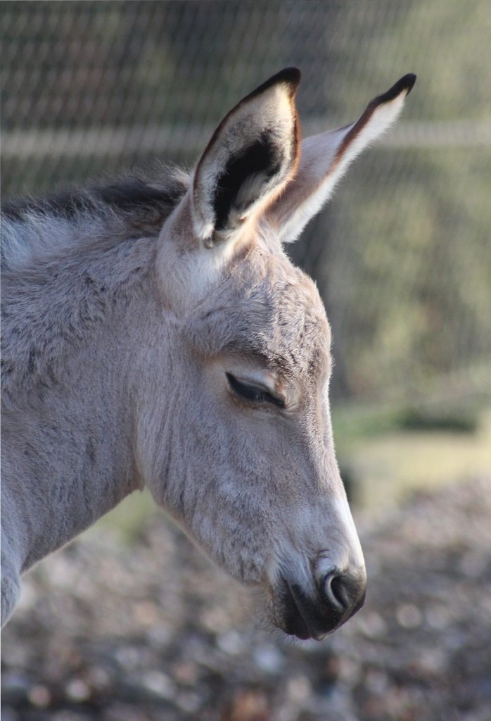 fot. warszawskie ZOO