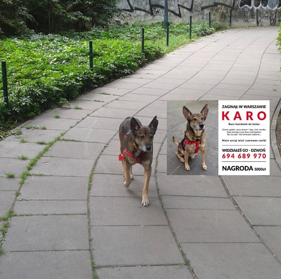 Fot. Karo - ciągle szukamy / Facebook