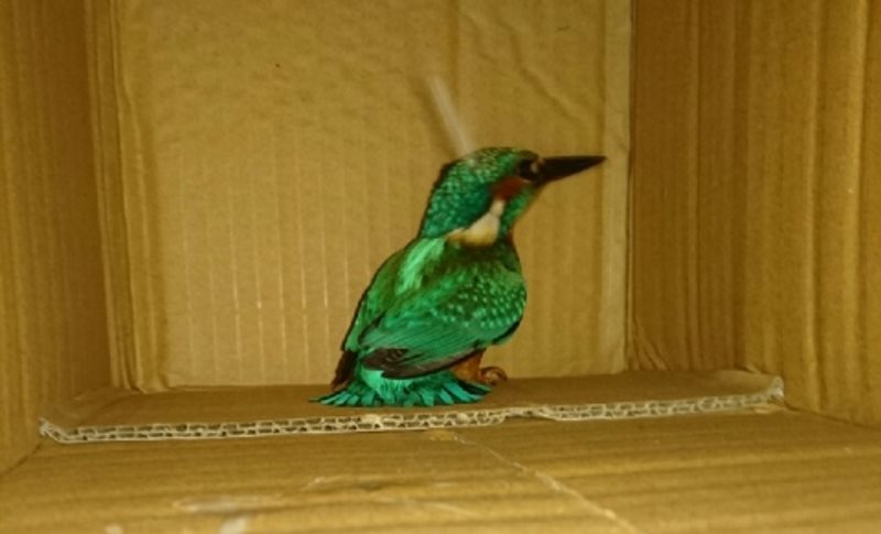 Fot. Tomasz Dudek, Referat ds. Ekologicznych