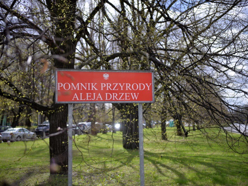 Pomnik-Przyrody-Fot.-R.-Motyl-Urząd-Miasta.jpg