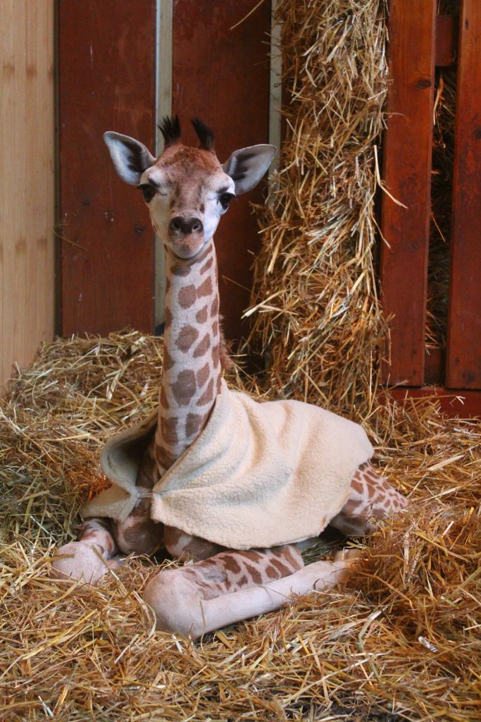 12031421_947565335335201_2149834725695491750_o