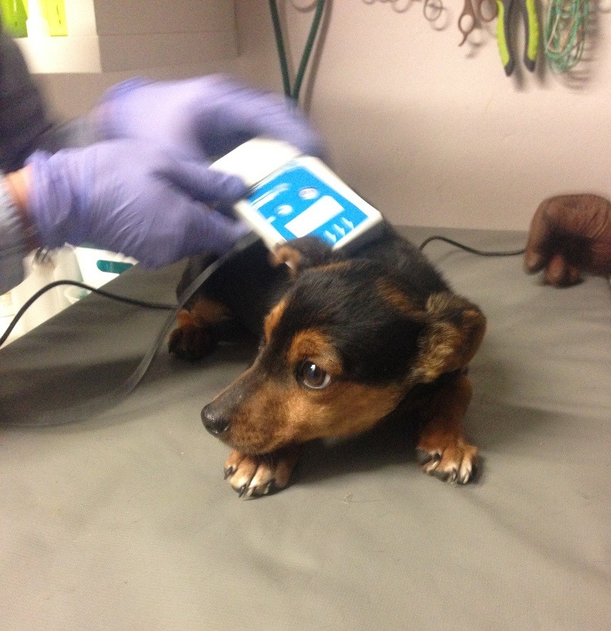 Fot. Przystanek na Cztery Łapy