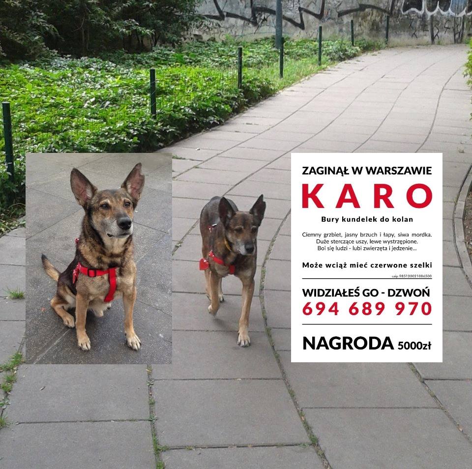 12472671_1128333100513088_5622076745438570326_n