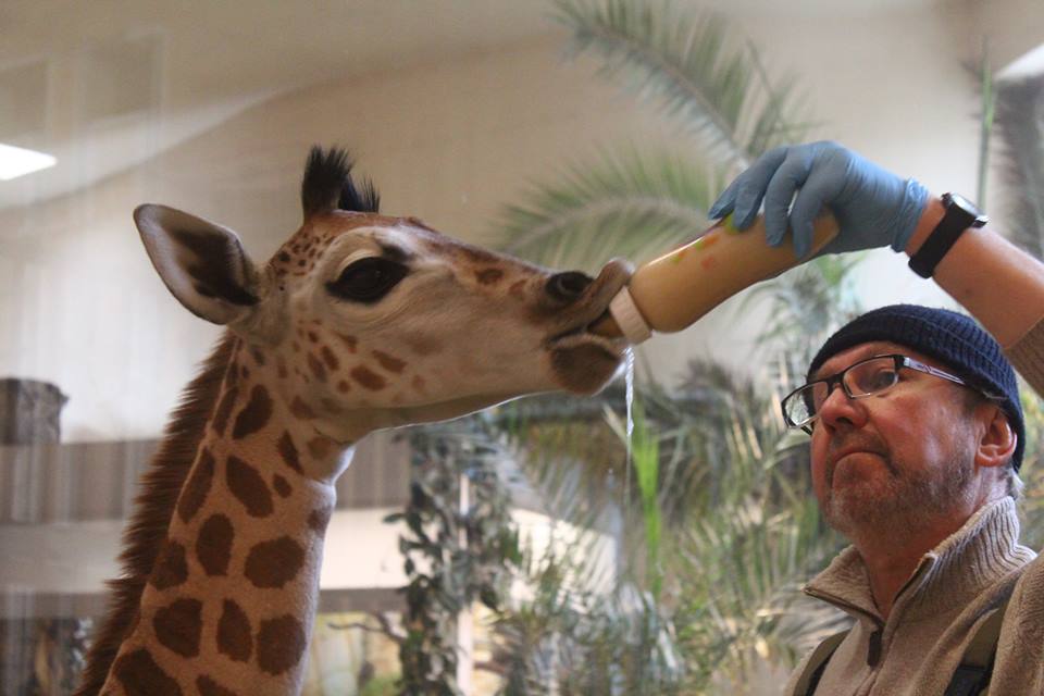 12508803_947054415386293_2831138099842907271_n