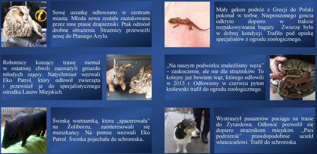 Wybrane interwencje Eko Patrolu