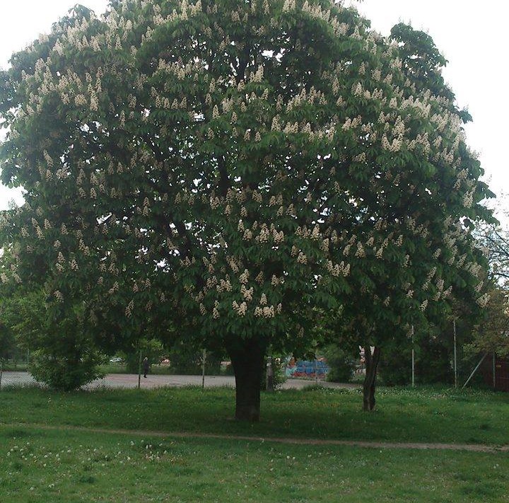 Fot. fanpage projektu