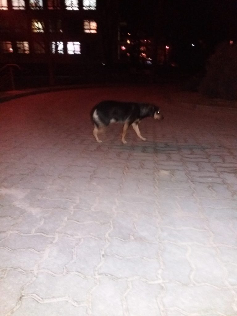 Facebook/Mazowieckie psy Kasi Załogi