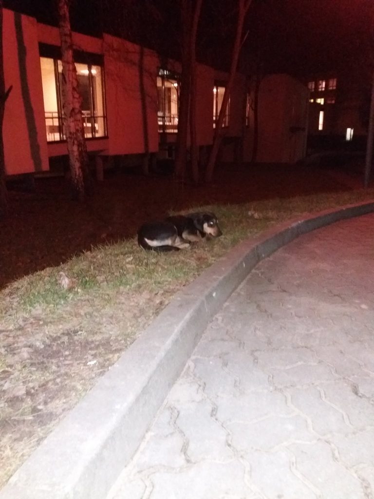 Facebook/Mazowieckie psy Kasi Załogi