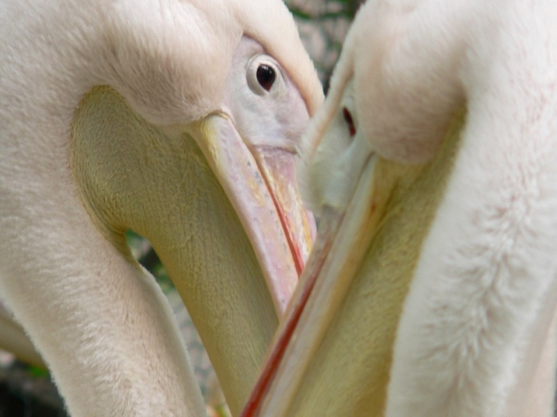 Fot. Miejski Ogród Zoologiczny w Warszawie