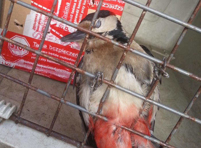 Fot. Jacek Kosela / Eko Patrol