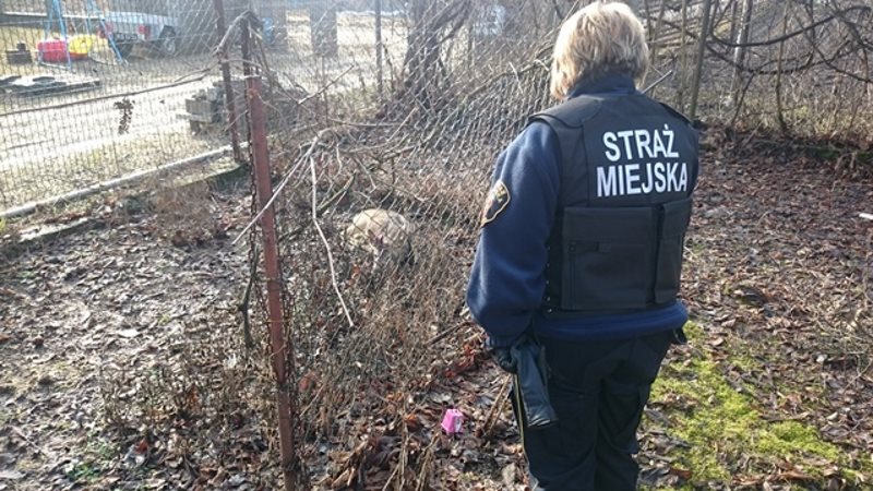 Fot. mł. strażnik Szymon Kosakowski z Referatu ds. Ekologicznych Straży Miejskiej m.st. Warszawy