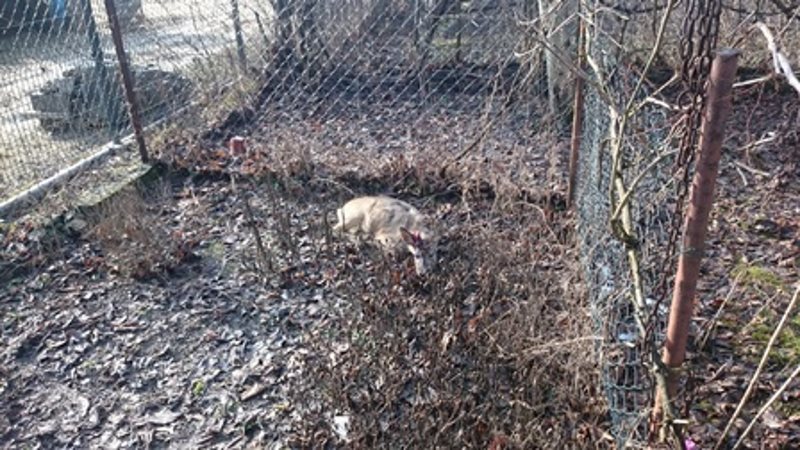 Fot. mł. strażnik Szymon Kosakowski z Referatu ds. Ekologicznych Straży Miejskiej m.st. Warszawy