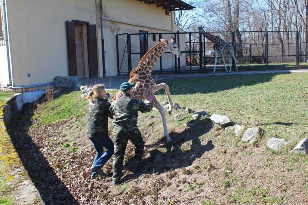 Fot. Facebook/Żyrafek Gortat