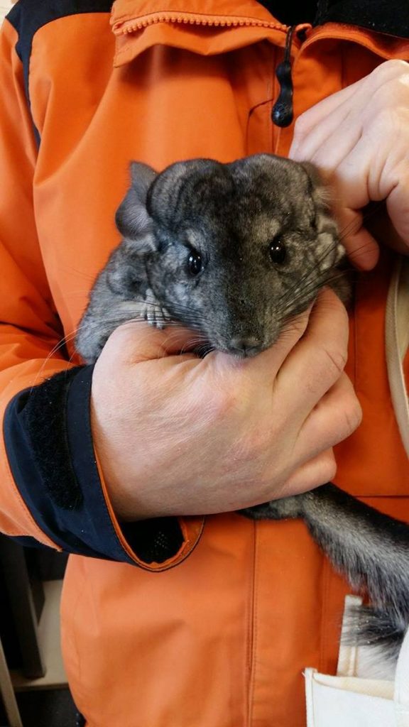 Fot. Facebook/ Stowarzyszenie Miłośników Szynszyli Małej