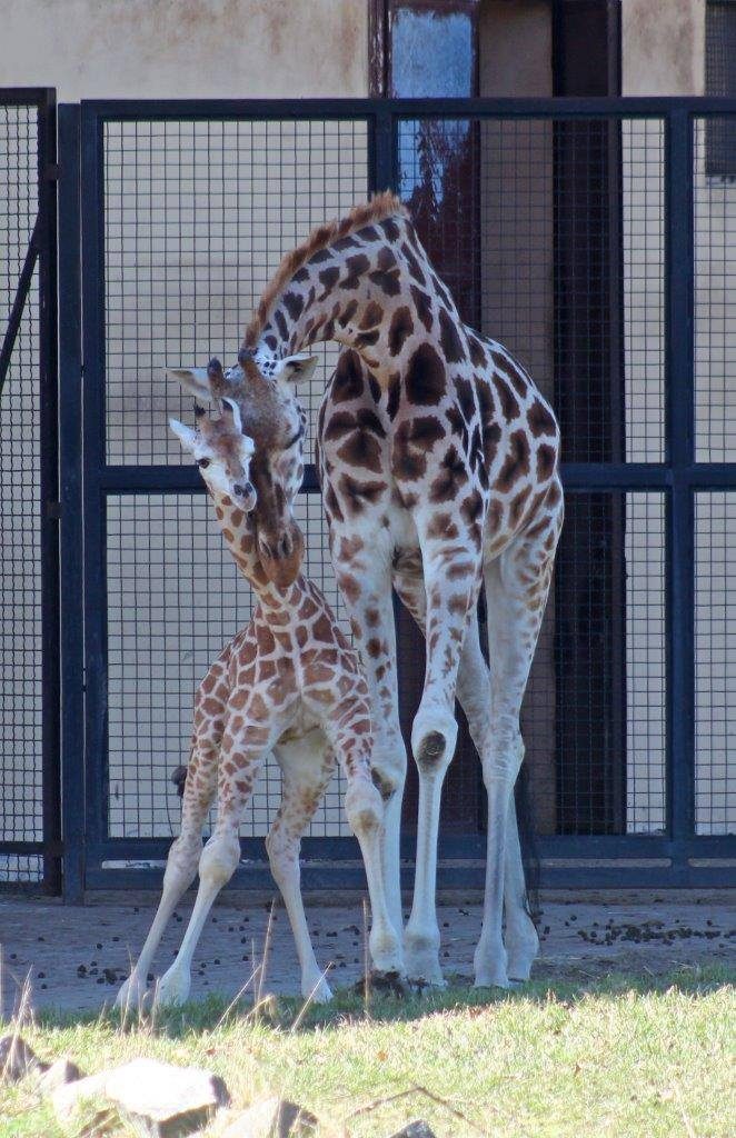 Fot. Facebook/Żyrafek Gortat