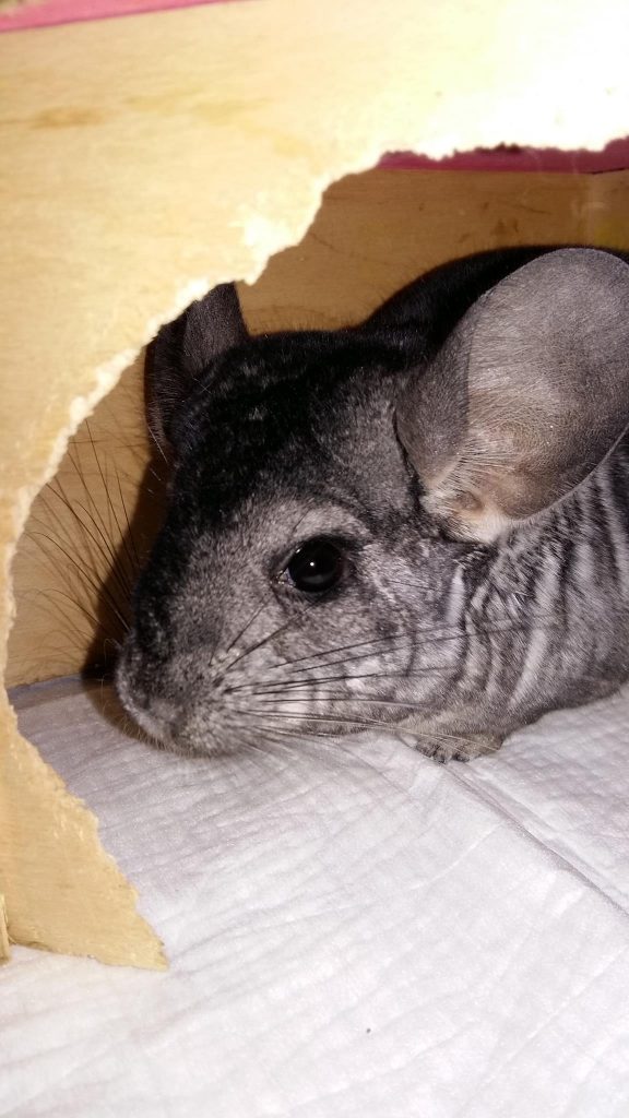 Fot. Facebook/ Stowarzyszenie Miłośników Szynszyli Małej