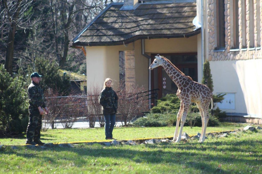 Fot. Facebook/Żyrafek Gortat